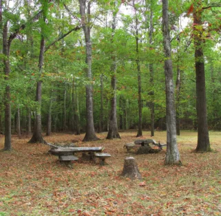 Picnicking area fort harrisson state park