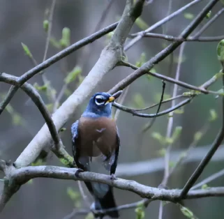 bird watching at fort Harrison state park, indiana.